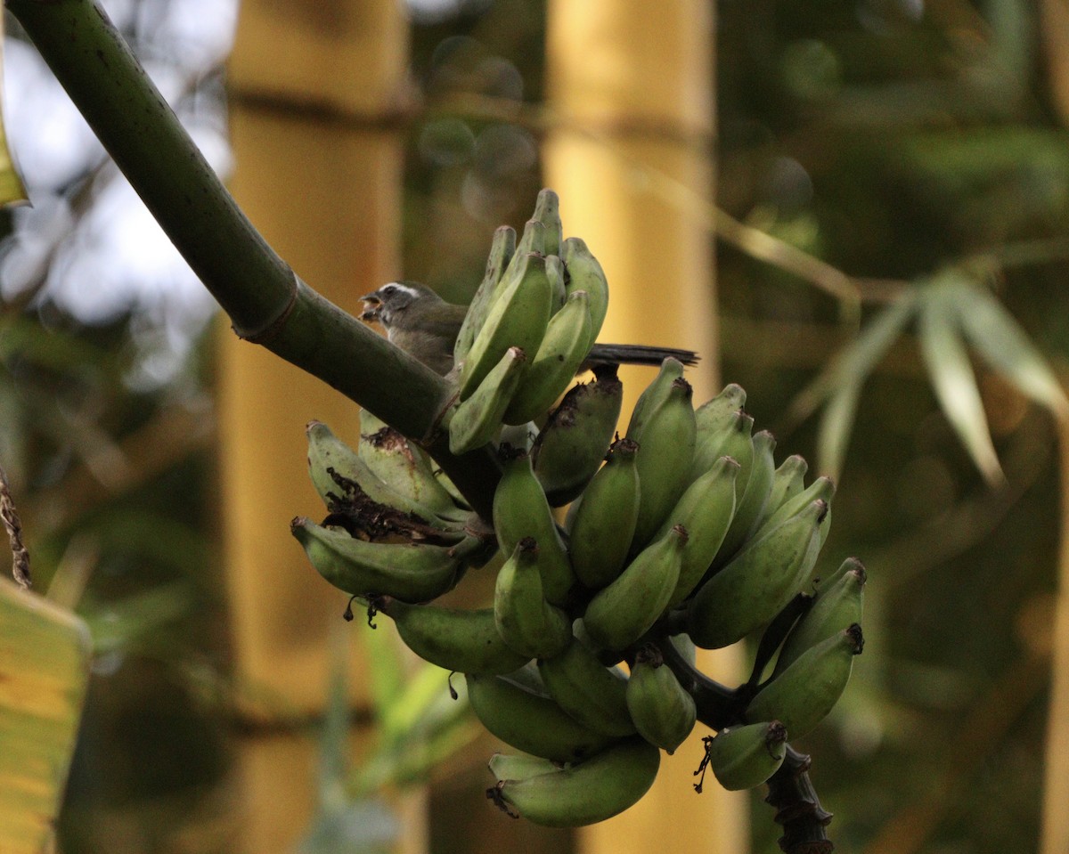 Green-winged Saltator - ML637739750