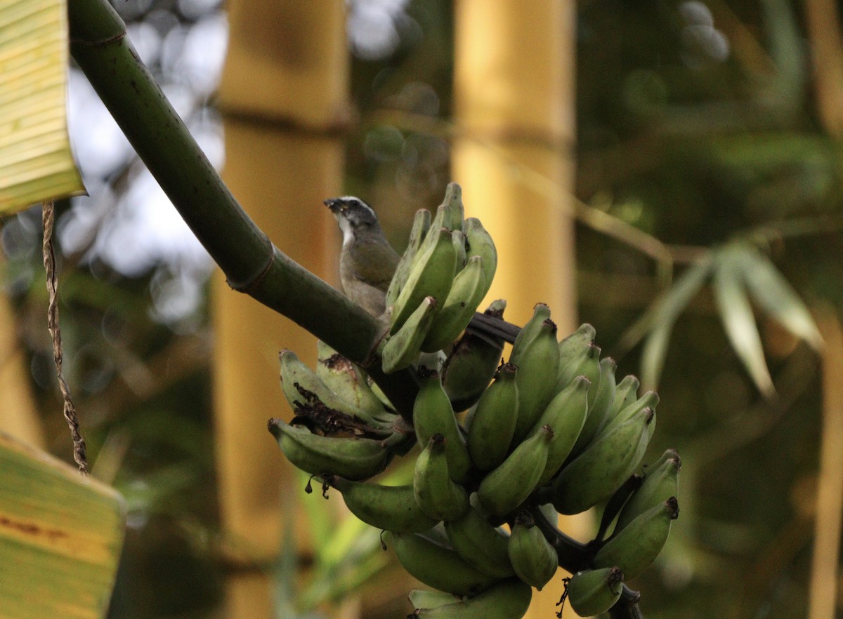 Green-winged Saltator - ML637739751