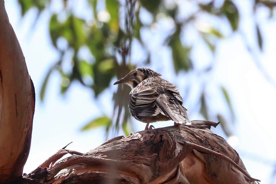Yellow Wattlebird - ML637739843