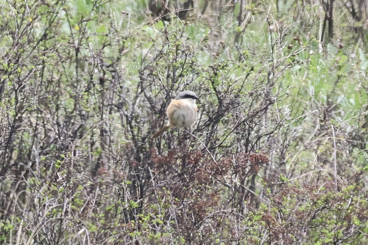 Gray-backed Shrike - ML637739868