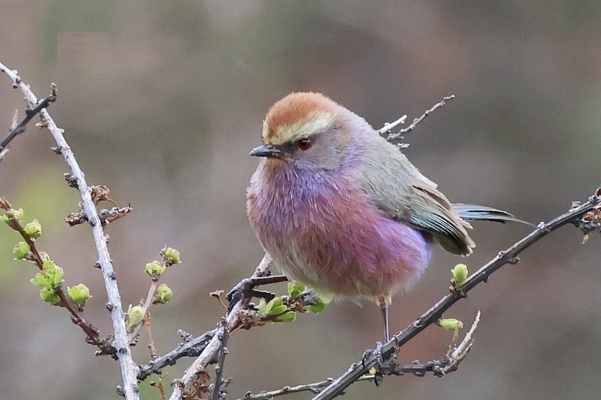 White-browed Tit-Warbler - ML637739872