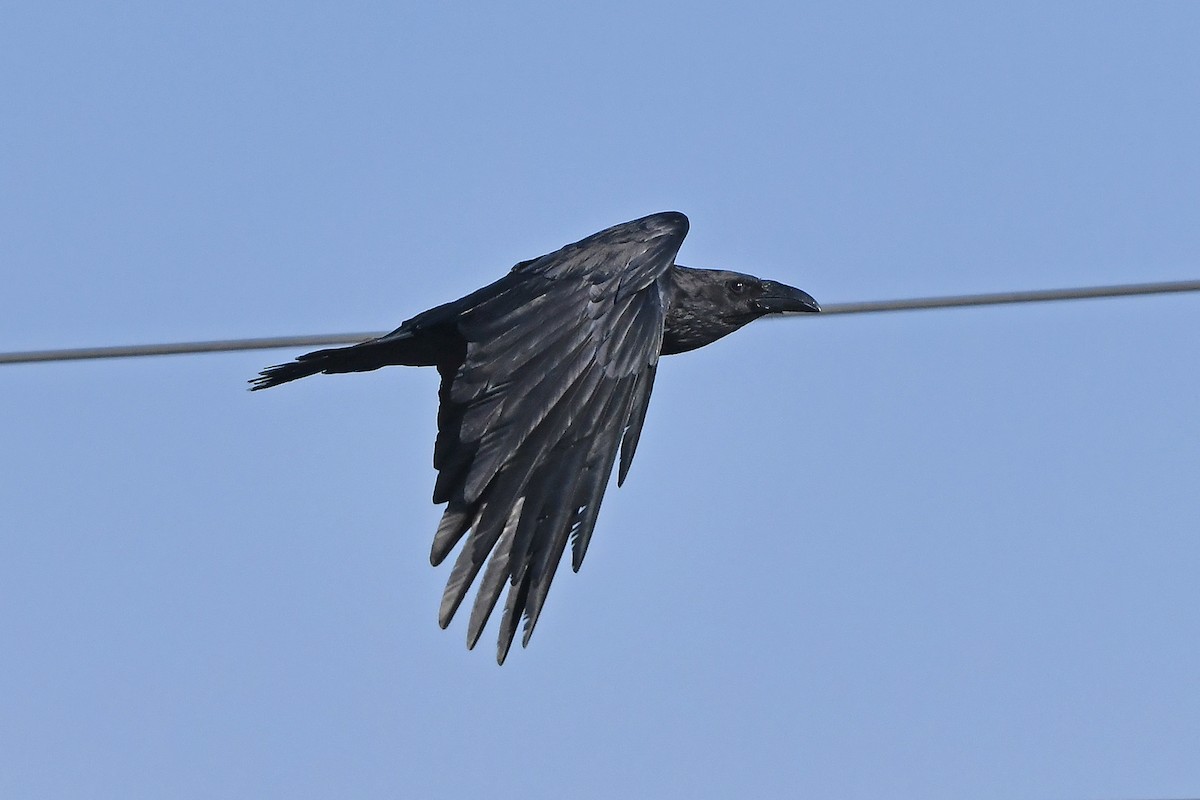 Pied Crow - ML637739882