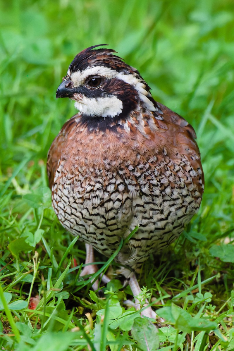 Northern Bobwhite - ML637739887