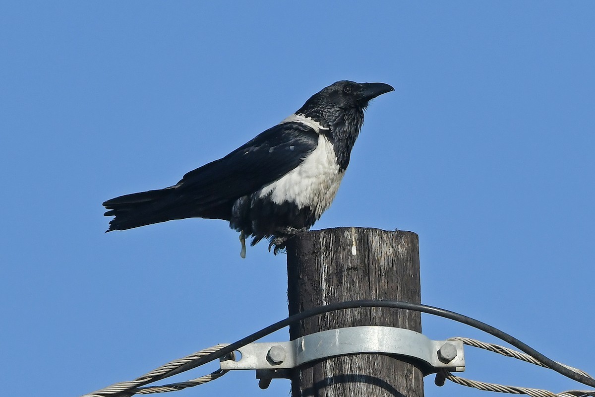 Pied Crow - ML637739894