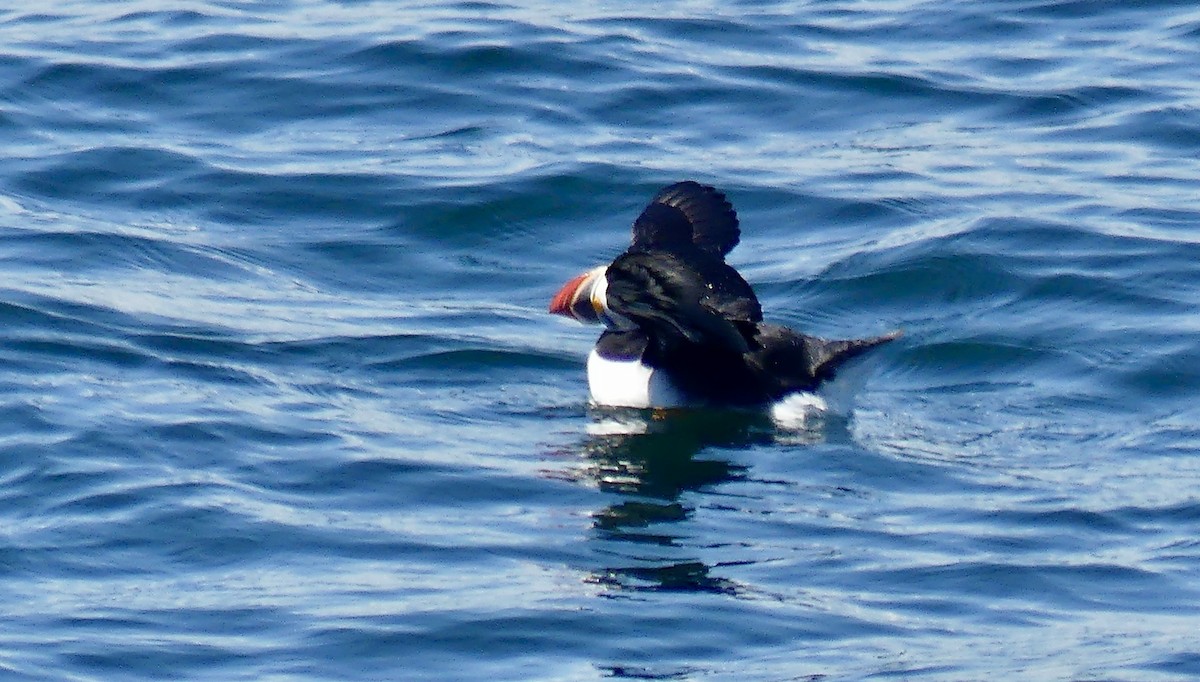 Atlantic Puffin - ML637739937