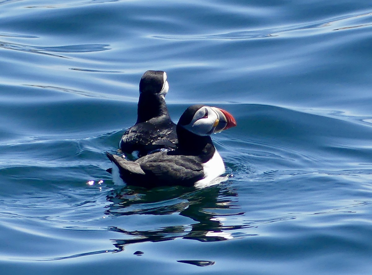 Atlantic Puffin - ML637739938