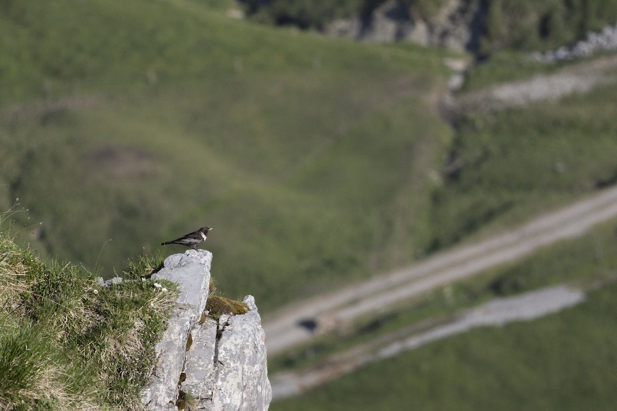 Ring Ouzel - ML637739973