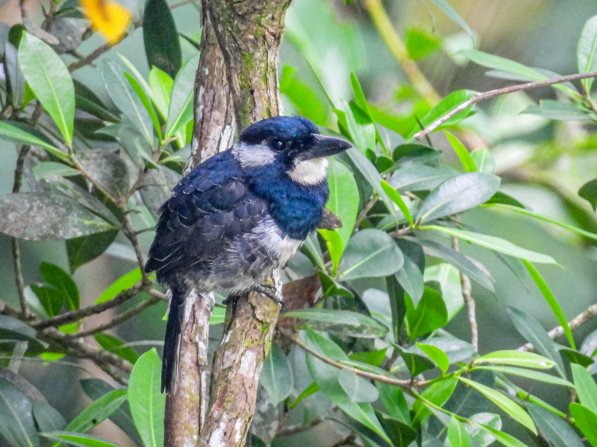 Black-breasted Puffbird - ML637739982