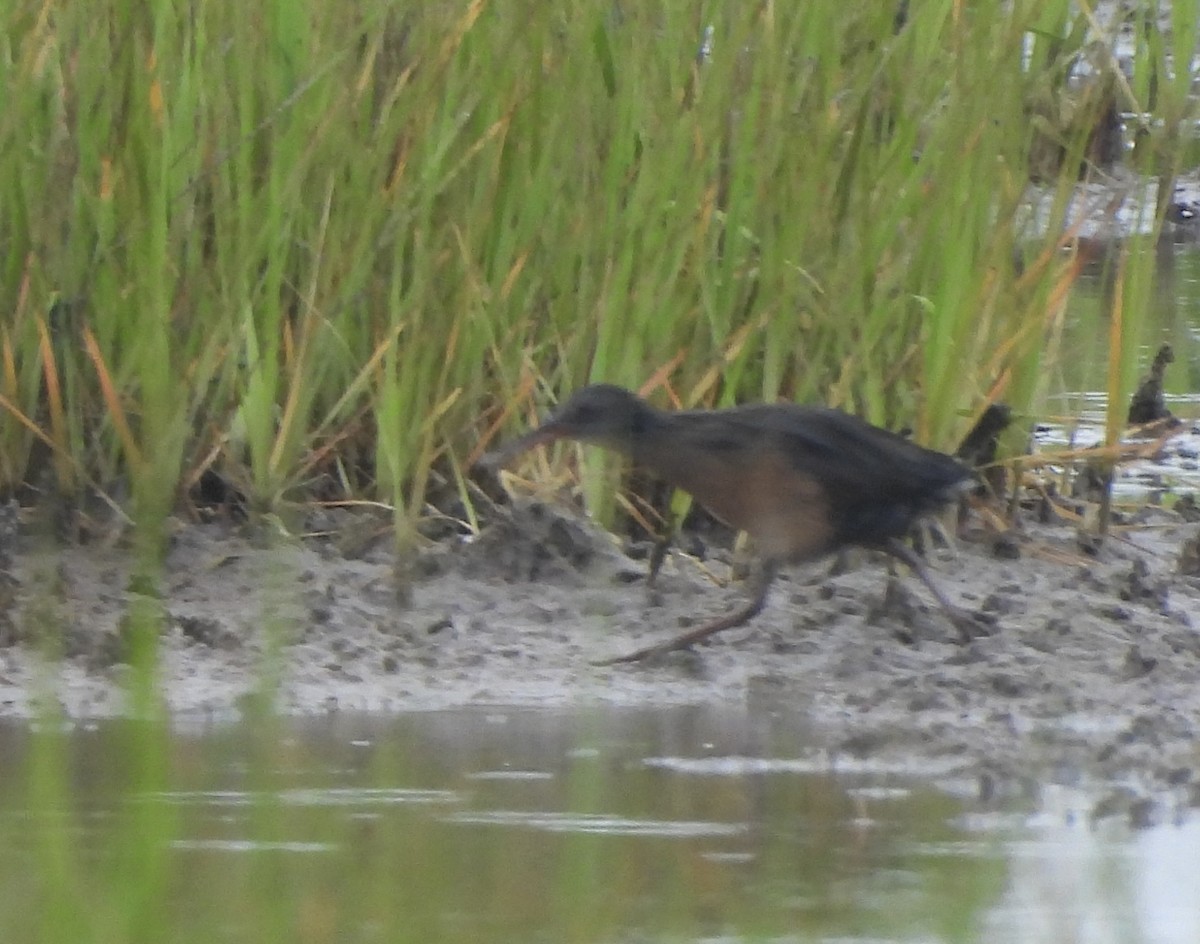 Virginia Rail - ML637740006
