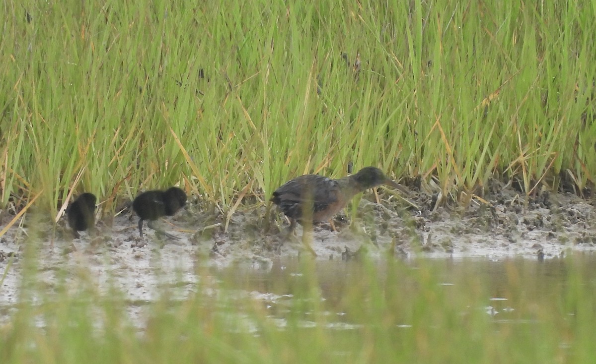 Virginia Rail - ML637740007