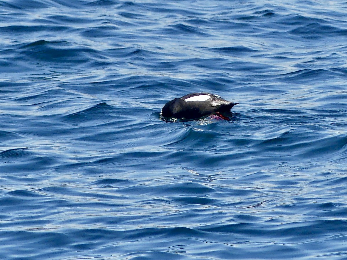 Black Guillemot - ML637740078