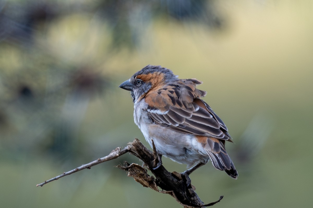 Kenya Rufous Sparrow - ML637740088