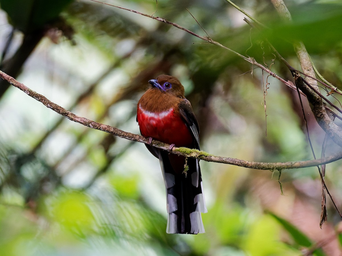 Red-headed Trogon - ML637740128