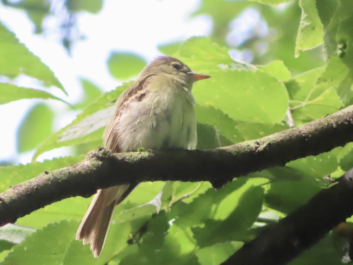 Acadian Flycatcher - ML637740144