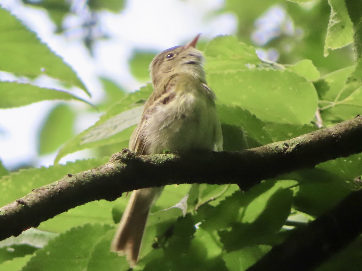 Acadian Flycatcher - ML637740145