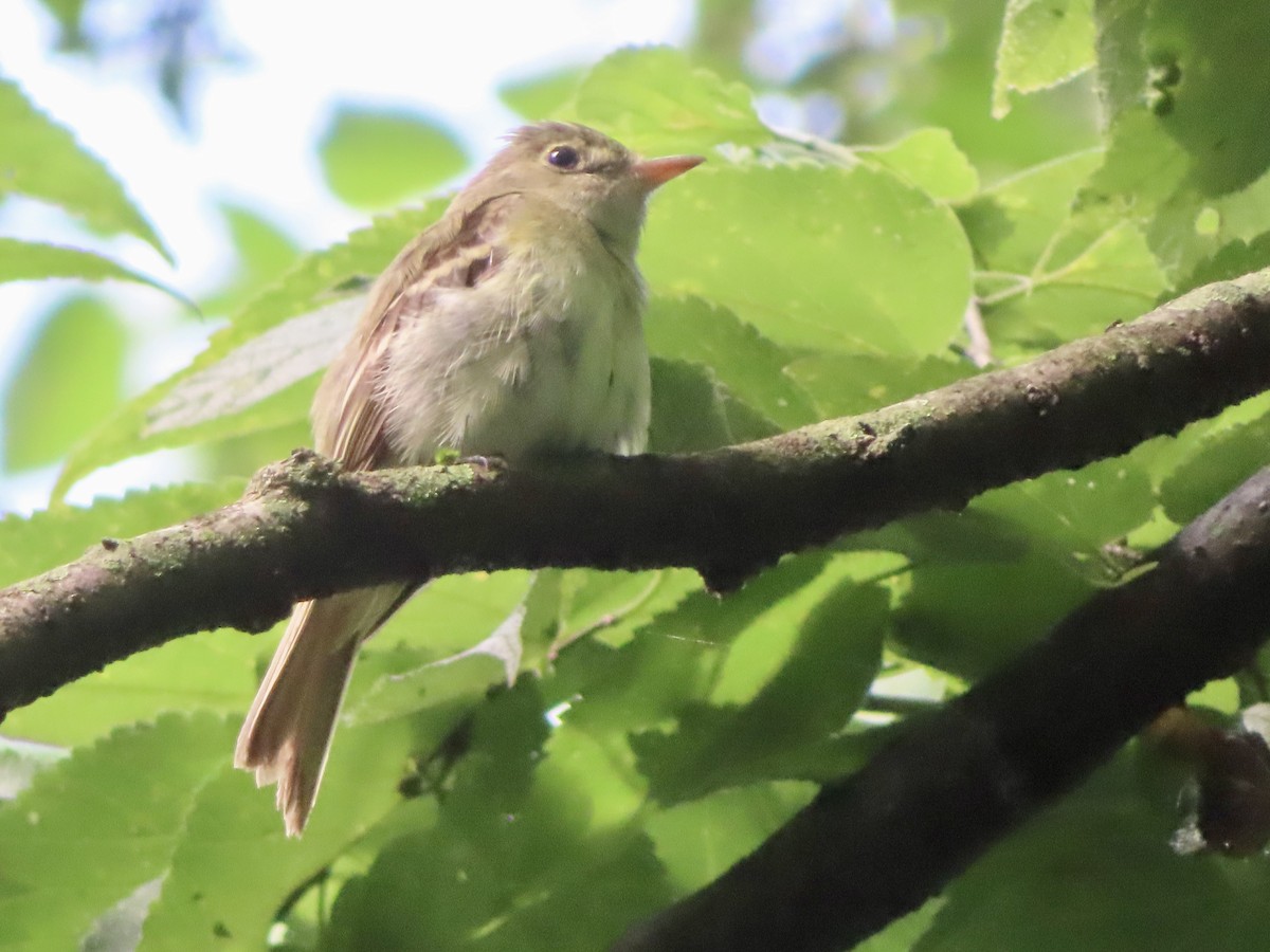 Acadian Flycatcher - ML637740146