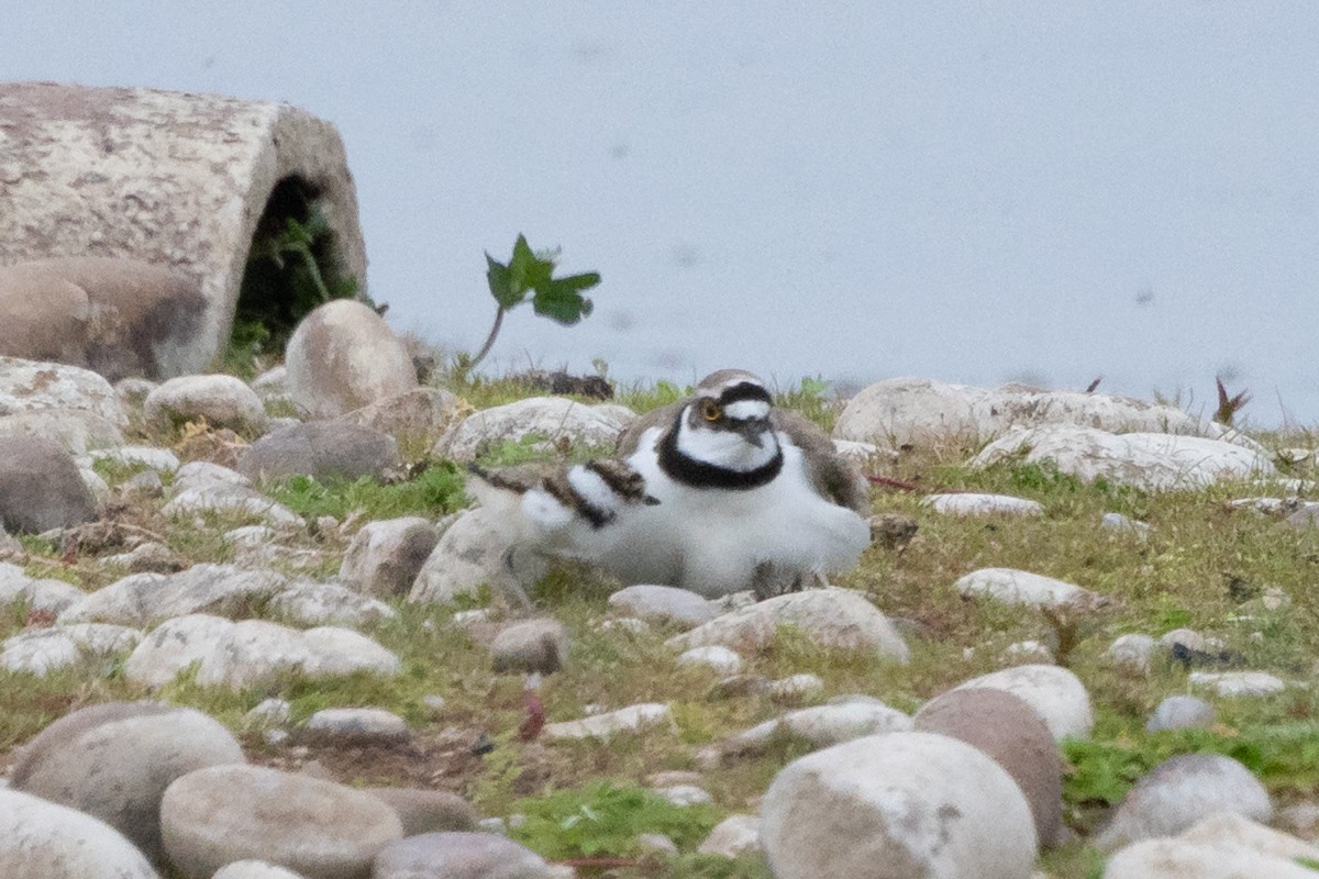 Little Ringed Plover - ML637740157