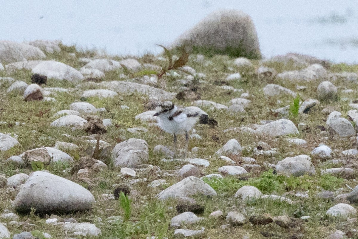 Little Ringed Plover - ML637740158