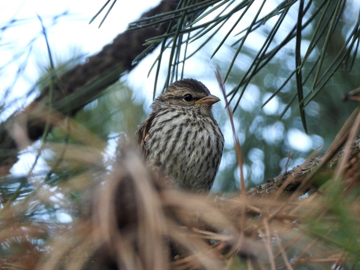 Chipping Sparrow - ML637740203