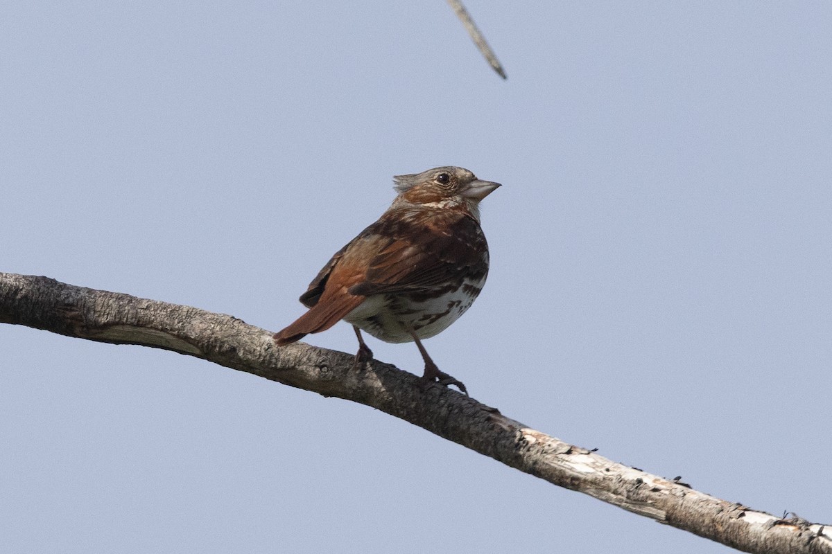 strnadec kaštanový (ssp. iliaca/zaboria) - ML637740256