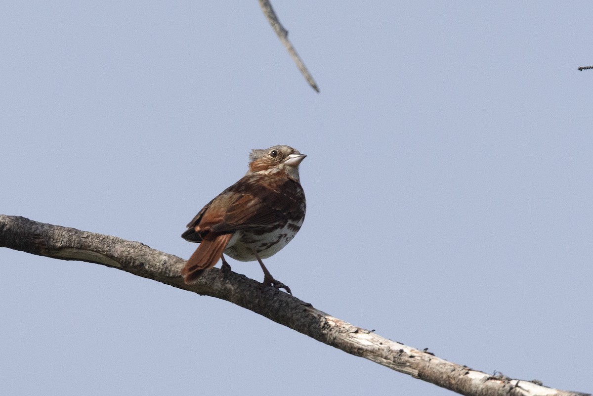 strnadec kaštanový (ssp. iliaca/zaboria) - ML637740257