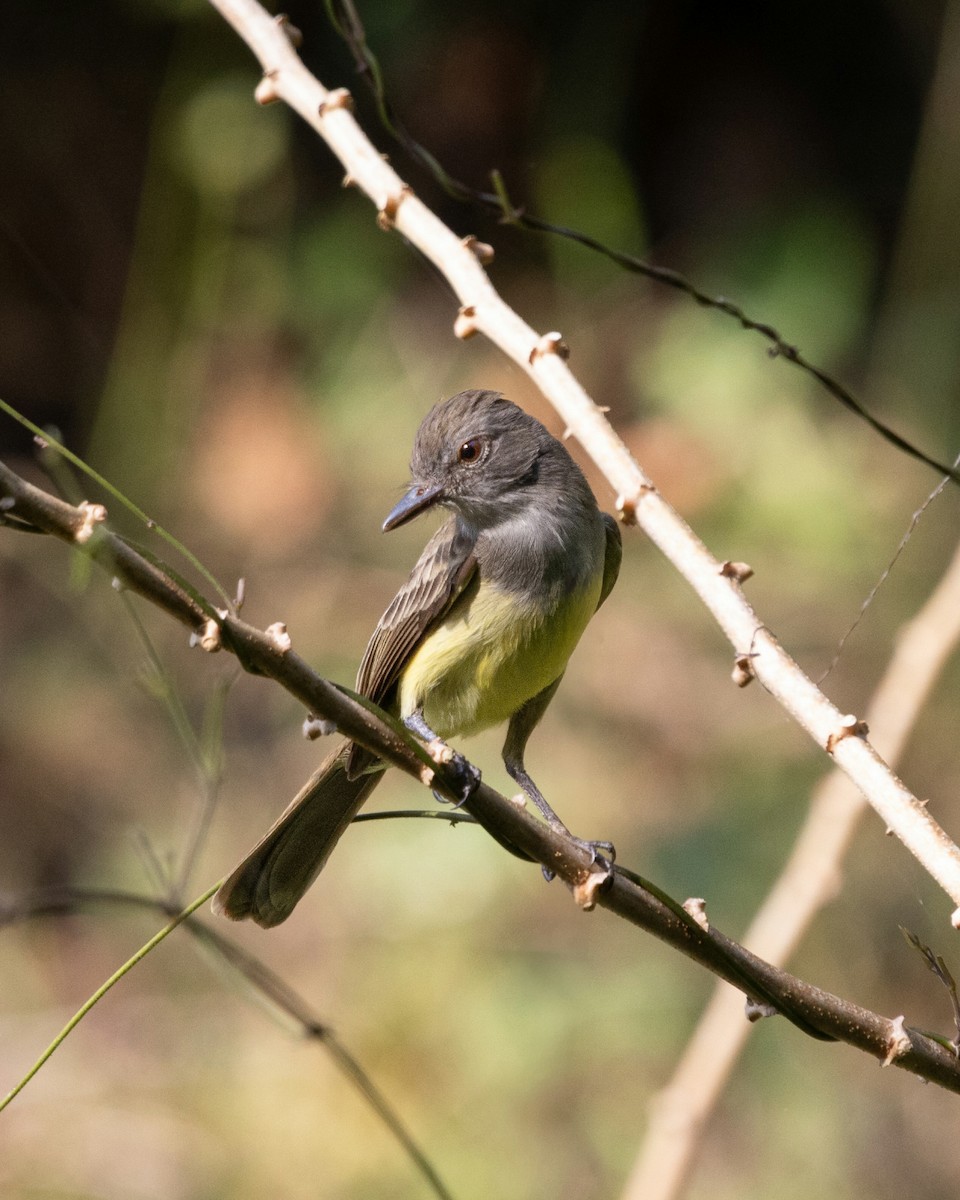 Panama Flycatcher - ML637740265