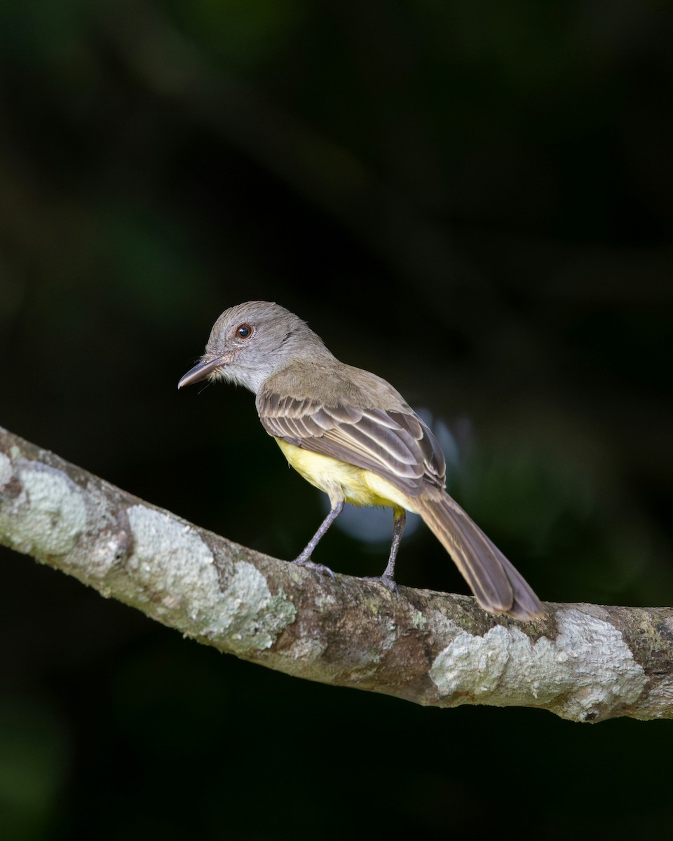 Panama Flycatcher - ML637740266