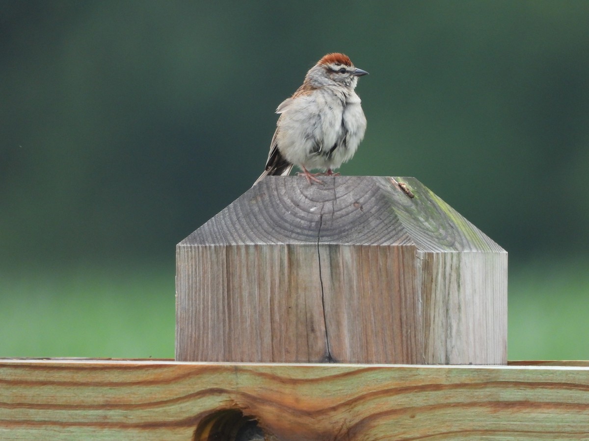 Chipping Sparrow - ML637740279