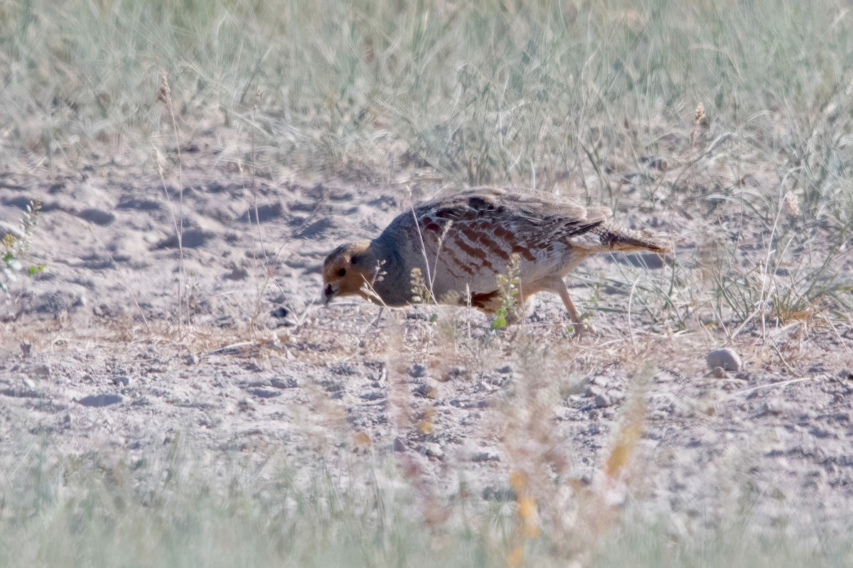 Gray Partridge - ML637740280