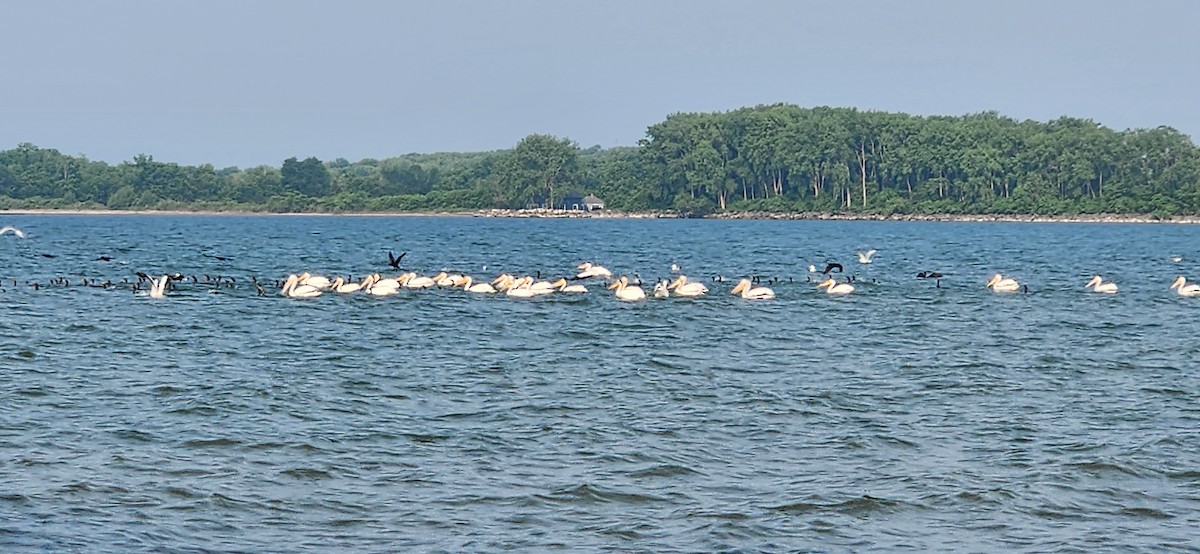 Pélican d'Amérique - ML637740379