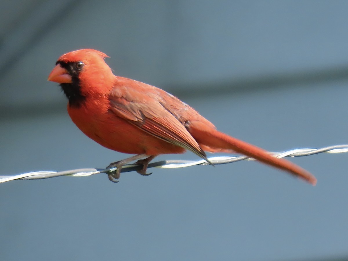 Northern Cardinal - ML637740406