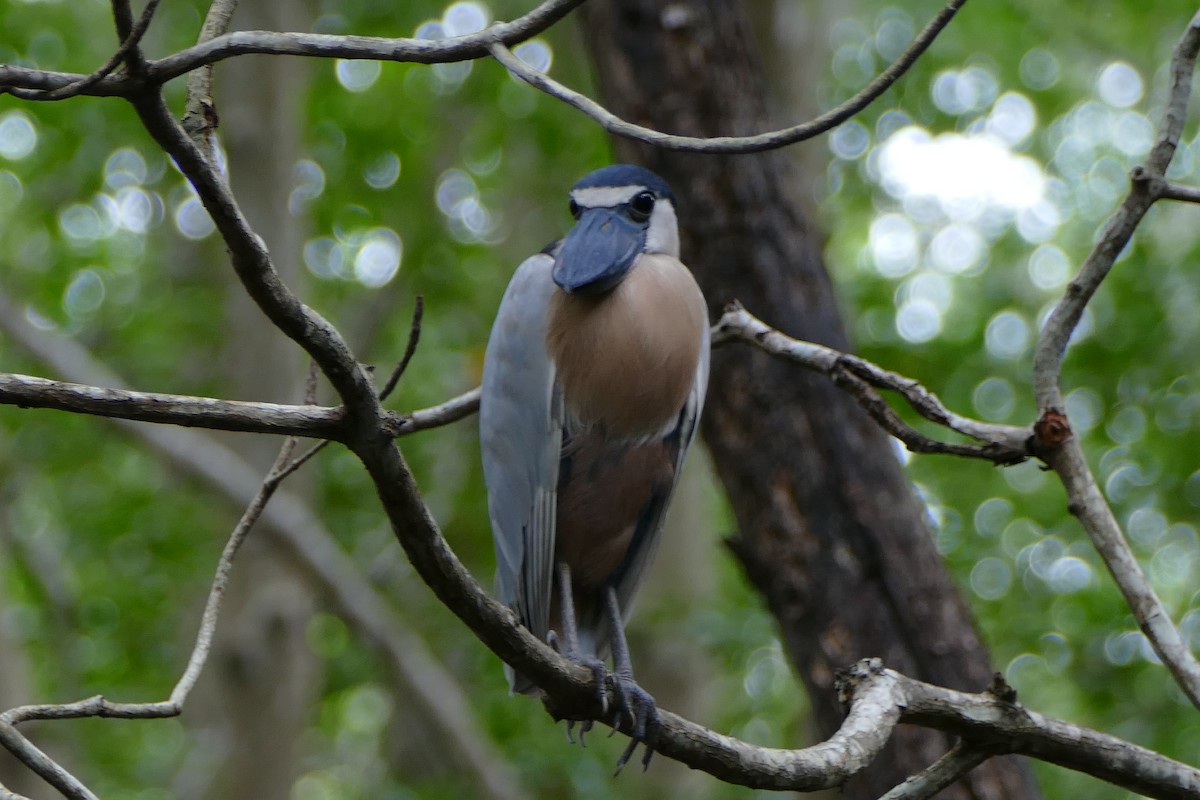 Boat-billed Heron - ML637740414