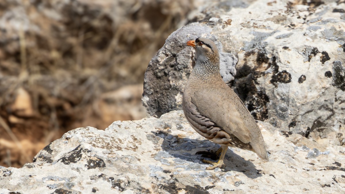See-see Partridge - ML637740433