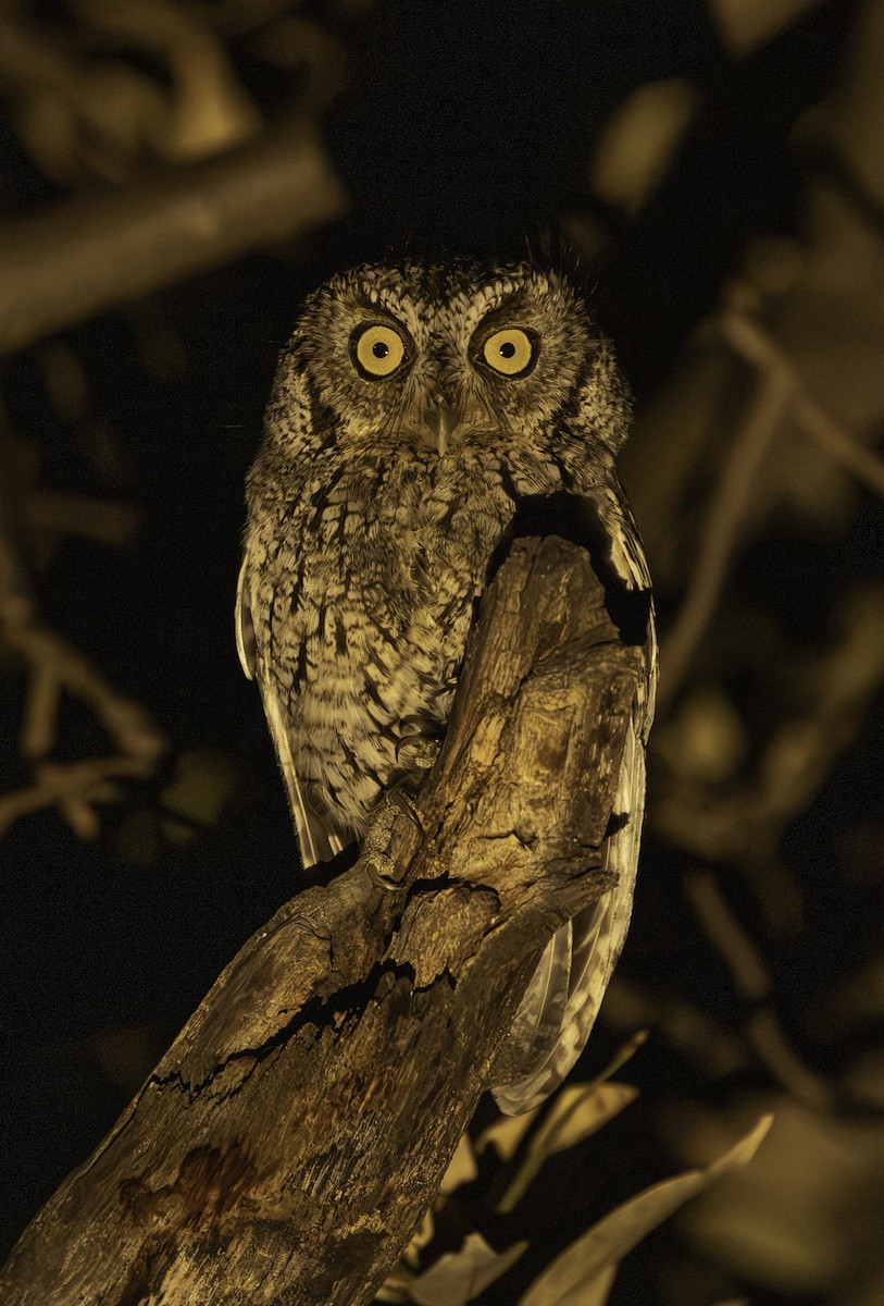 Whiskered Screech-Owl - ML637740462