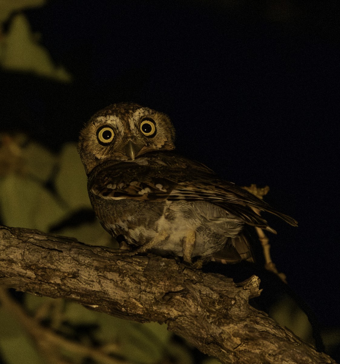 Elf Owl - ML637740467
