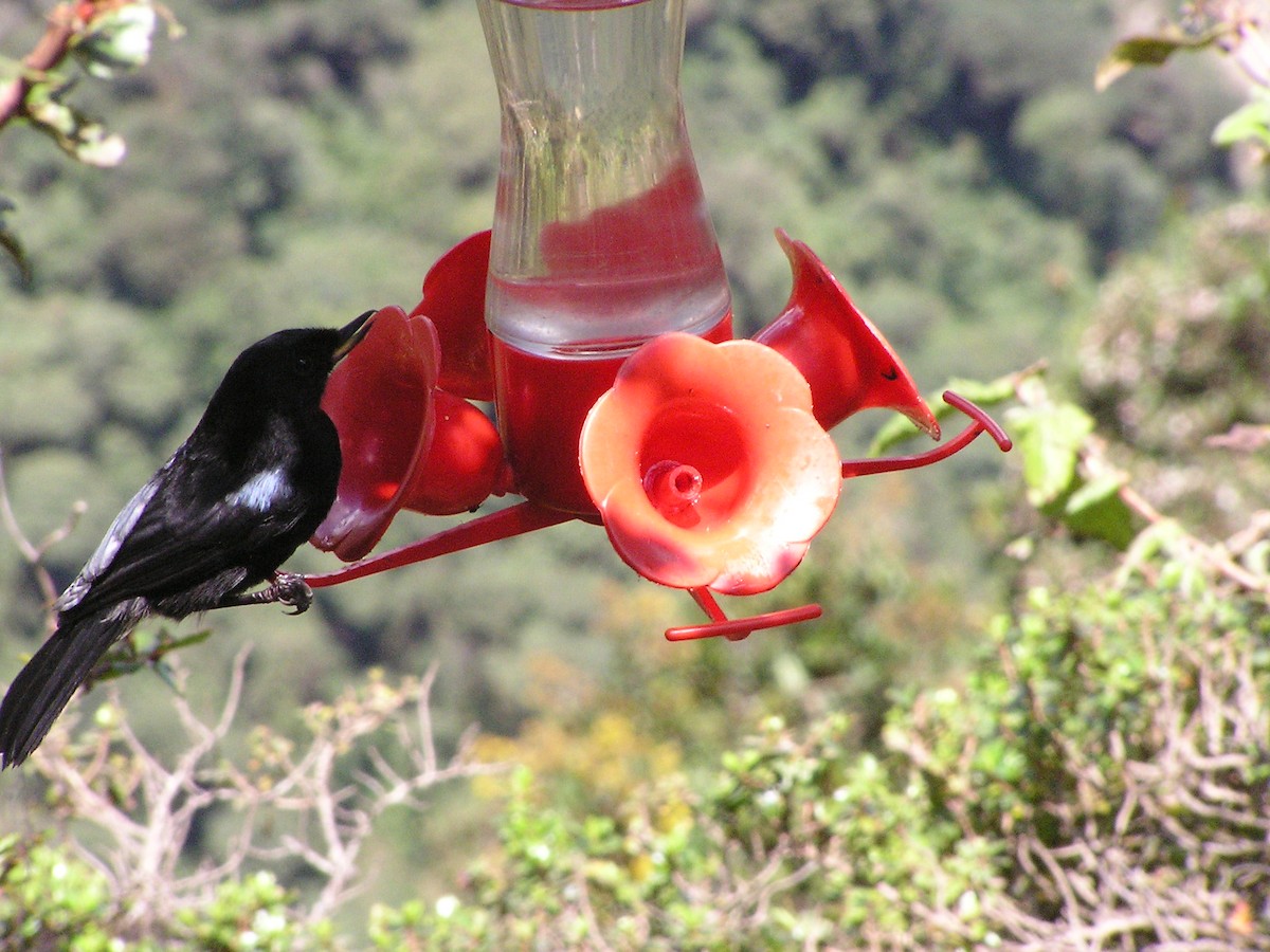 Glossy Flowerpiercer - ML637740551