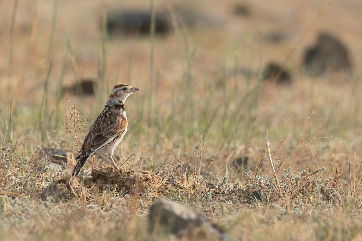Mongolian Lark - ML637740583