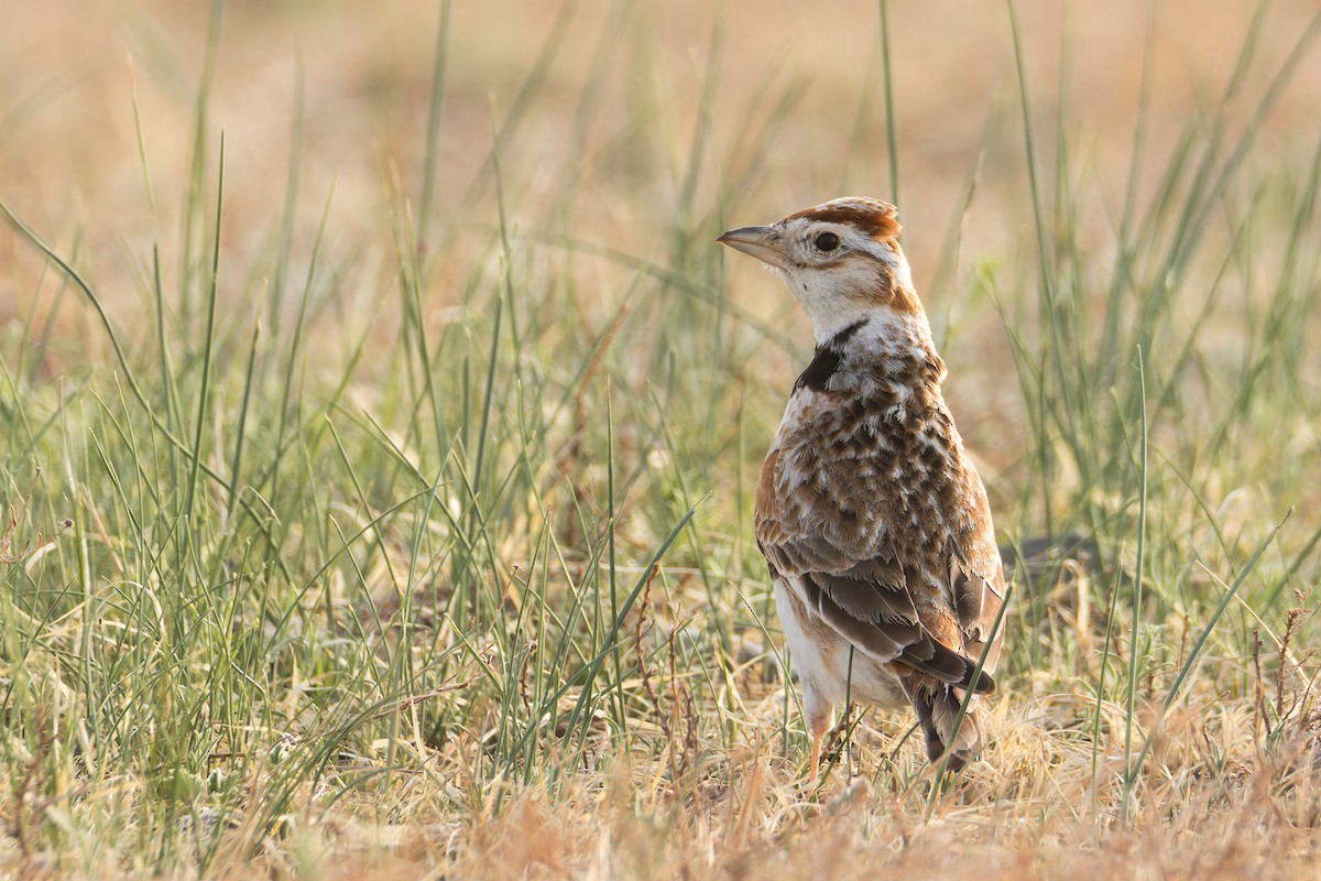 Mongolian Lark - ML637740584