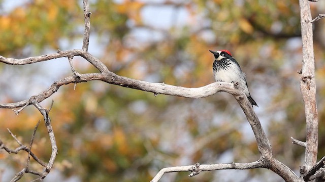 Acorn Woodpecker - ML637740644