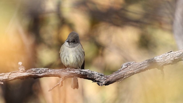 Hammond's Flycatcher - ML637740659