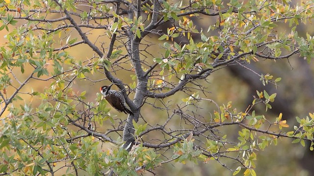 Arizona Woodpecker - ML637740661