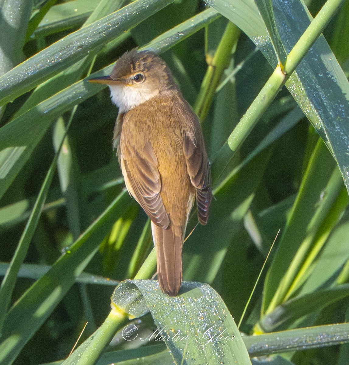Common Reed Warbler - ML637740664
