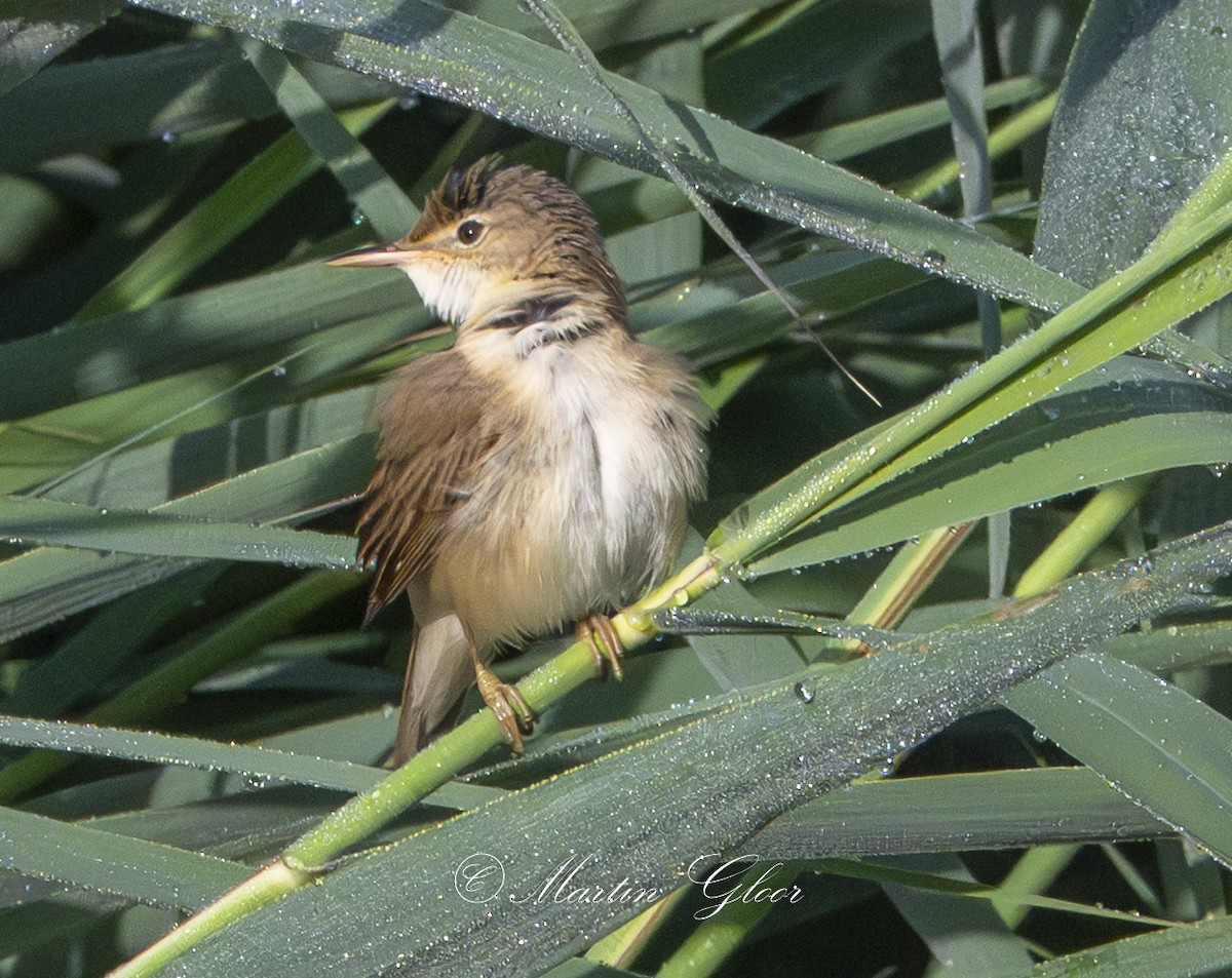 Common Reed Warbler - ML637740665