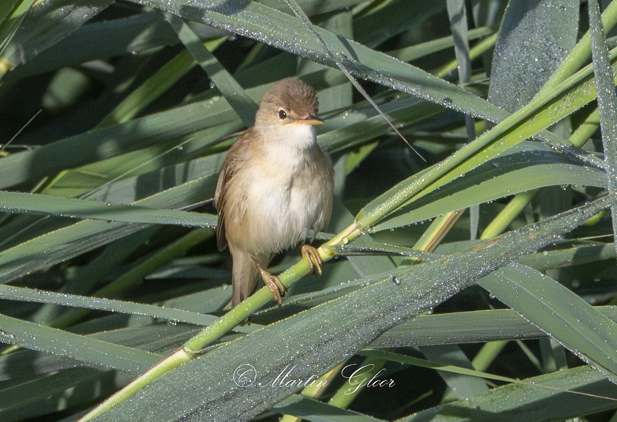 Common Reed Warbler - ML637740666