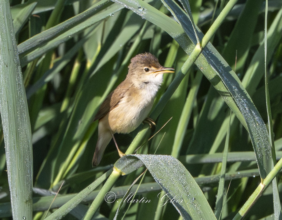 Common Reed Warbler - ML637740667