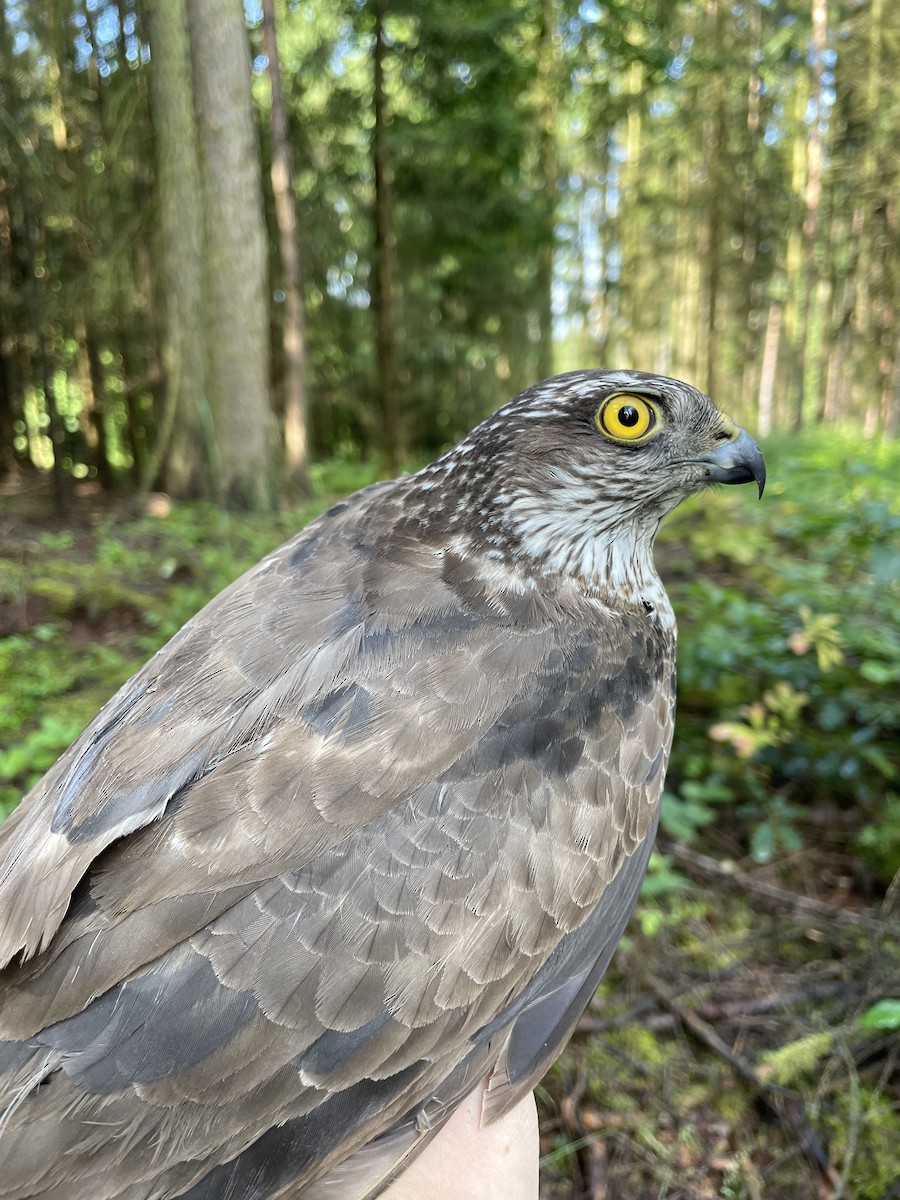 Eurasian Sparrowhawk - ML637740677