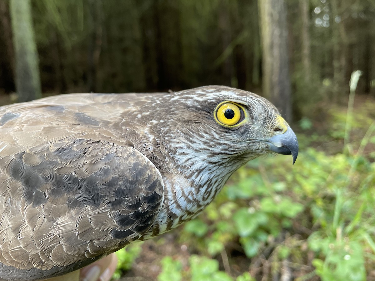 Eurasian Sparrowhawk - ML637740678