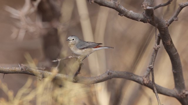 Lucy's Warbler - ML637740682