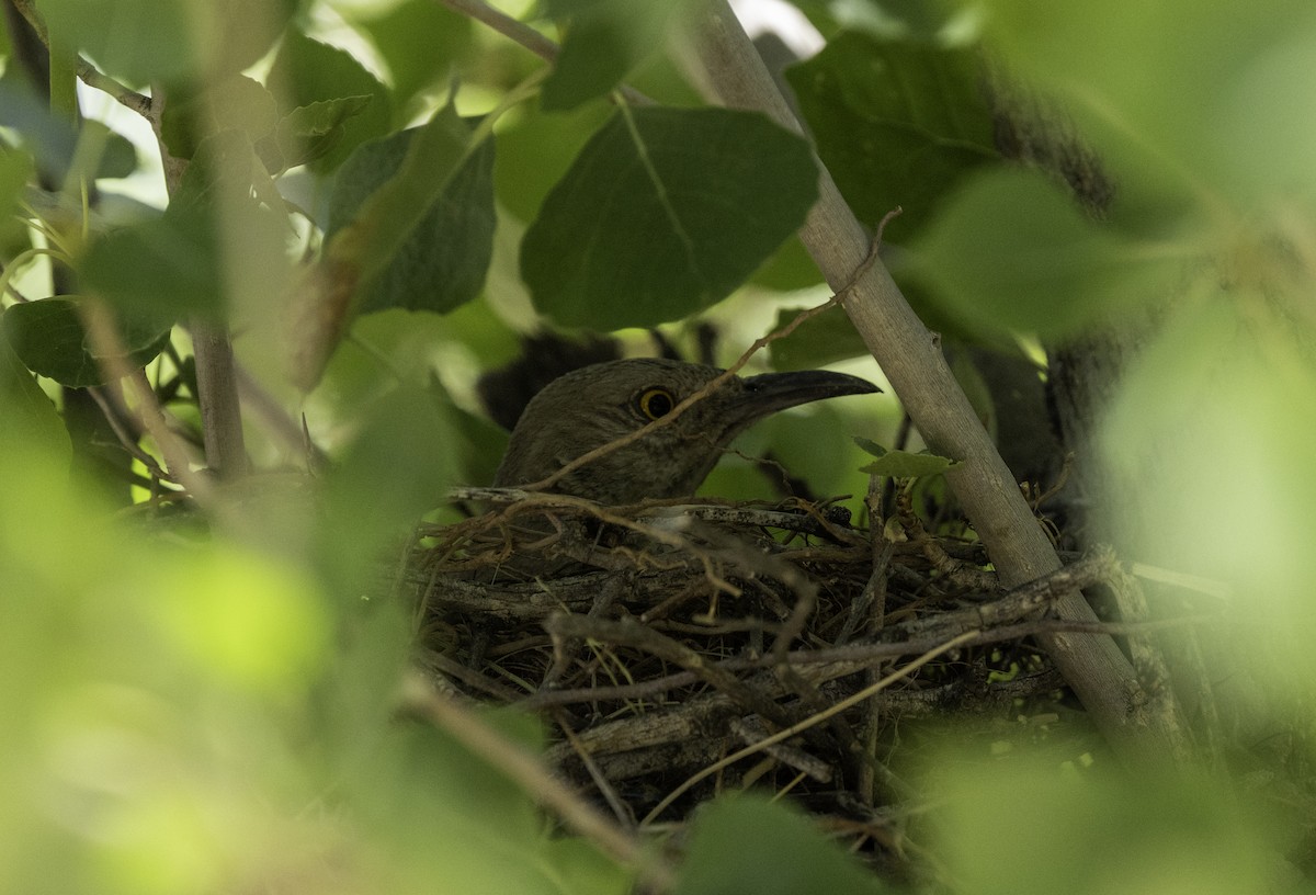Bendire's Thrasher - ML637740686