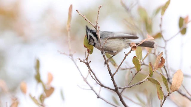 Bridled Titmouse - ML637740690